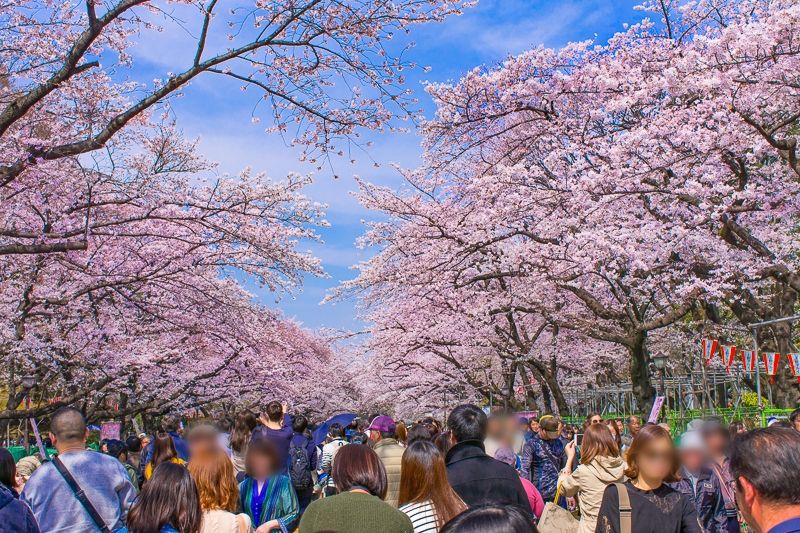 道外赏樱花活动